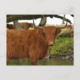 Cow card standing in the water briefkaart