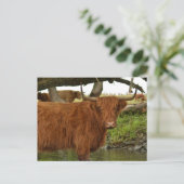 Cow card standing in the water briefkaart (Staand voorkant)