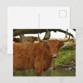 Cow card standing in the water briefkaart (Voorkant / Achterkant)