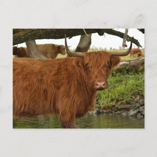 Cow card standing in the water briefkaart (Voorkant)