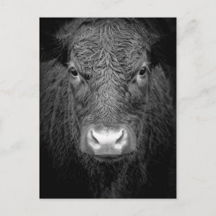 COW CLOSE-UP - BLACK & WHITE BRIEFKAART