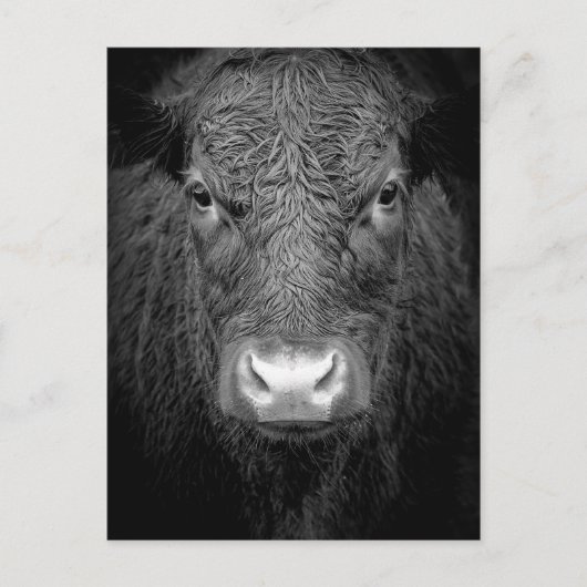 COW CLOSE-UP - BLACK & WHITE BRIEFKAART (Voorkant)