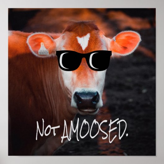 Cow in Sunglasses Not aMOOsed Cute Funny Poster (Voorkant)