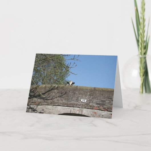 Cow Looking over Bridge Llangollen Canal Notecard Kaart (Voorkant)