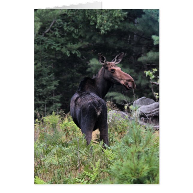 Cow Moose (Voorkant)