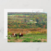 Cow Scene Briefkaart (Voorkant / Achterkant)