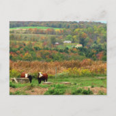 Cow Scene Briefkaart (Voorkant)