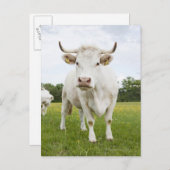 Cow standing in grassfield briefkaart (Voorkant / Achterkant)