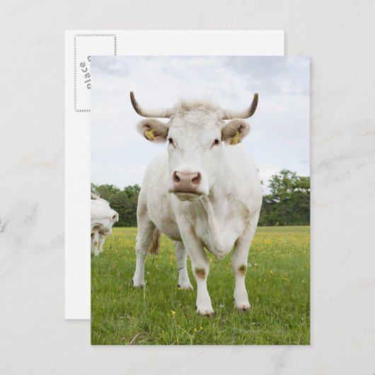Cow standing in grassfield briefkaart (Voorkant / Achterkant)