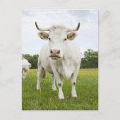 Cow standing in grassfield briefkaart (Voorkant)