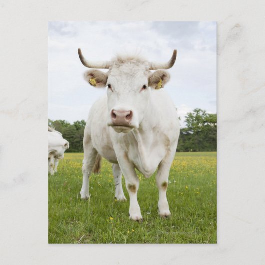 Cow standing in grassfield briefkaart (Voorkant)