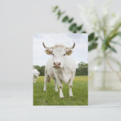 Cow standing in grassfield briefkaart (Staand voorkant)