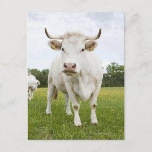 Cow standing in grassfield briefkaart