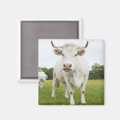 Cow standing in grassfield magneet (Voorkant / Achterkant)