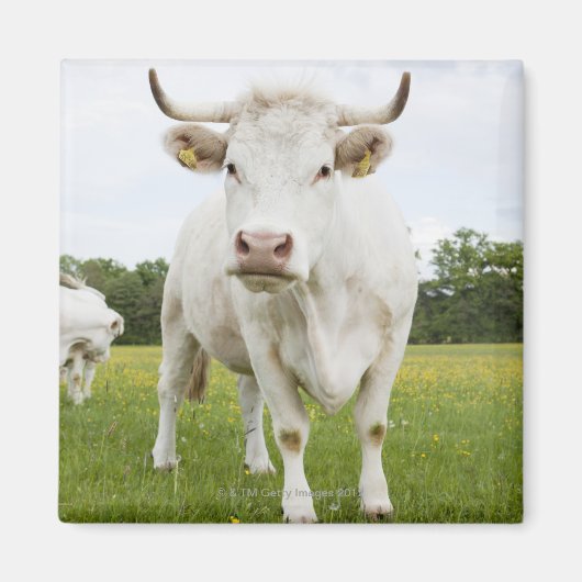 Cow standing in grassfield magneet (Voorkant)