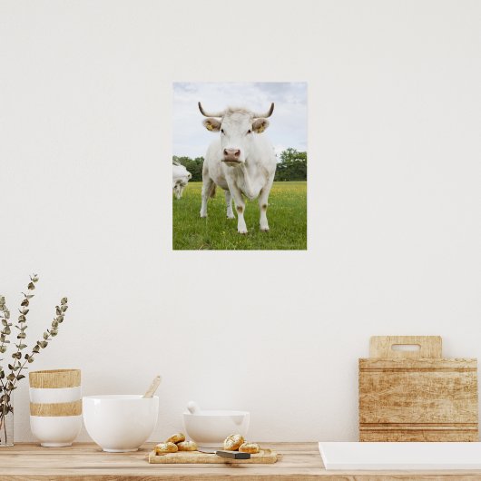 Cow standing in grassfield poster (Keuken)