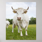Cow standing in grassfield poster (Voorkant)