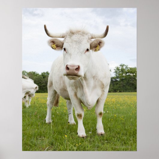 Cow standing in grassfield poster (Voorkant)