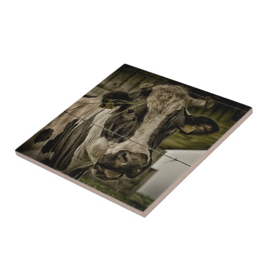 cow tegeltje (Zijkant)