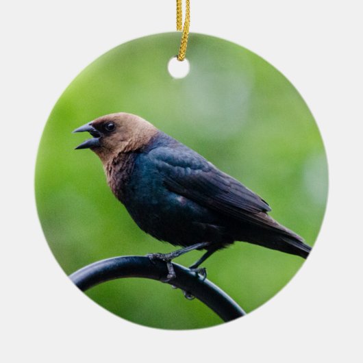 Cowbird Calling Keramisch Ornament (Voorkant)