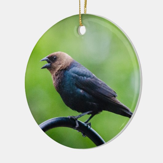 Cowbird Calling Keramisch Ornament (Links)