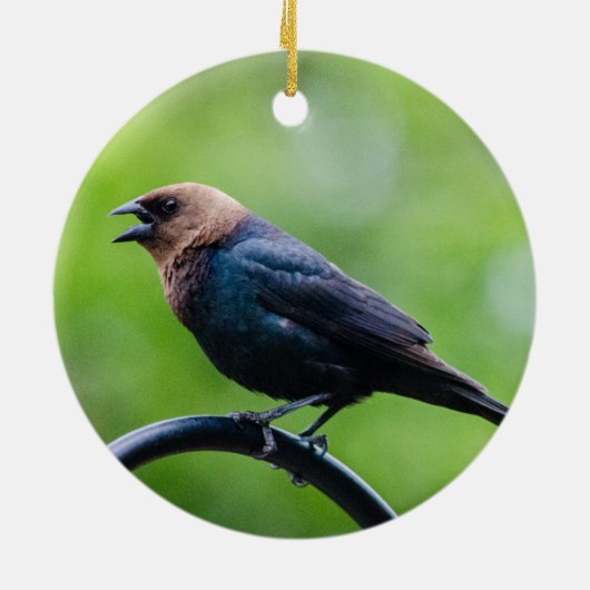Cowbird Calling Keramisch Ornament (Achterkant)