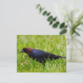 Cowbird met bruine kop (molothrus-ater) briefkaart (Staand voorkant)