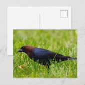 Cowbird met bruine kop (molothrus-ater) briefkaart (Voorkant / Achterkant)