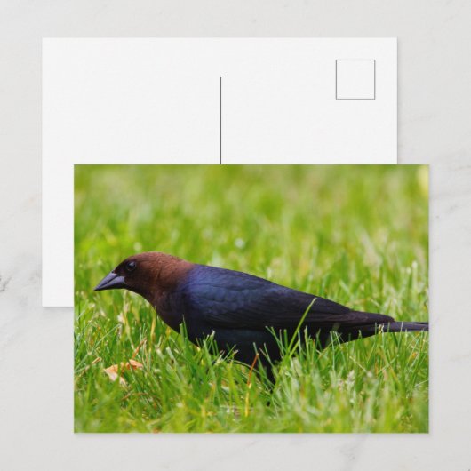Cowbird met bruine kop (molothrus-ater) briefkaart (Voorkant / Achterkant)