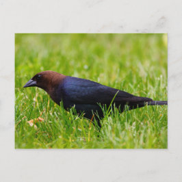 Cowbird met bruine kop (molothrus-ater) briefkaart