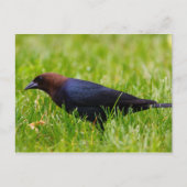 Cowbird met bruine kop (molothrus-ater) briefkaart (Voorkant)