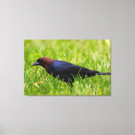 Cowbird met bruine kop (molothrus-ater) canvas afdruk
