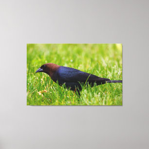 Cowbird met bruine kop (molothrus-ater) canvas afdruk