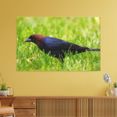 Cowbird met bruine kop (molothrus-ater) canvas afdruk (Insitu (Woonkamer))