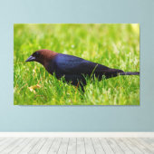 Cowbird met bruine kop (molothrus-ater) canvas afdruk (Insitu (Houten vloer))
