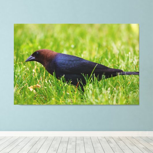 Cowbird met bruine kop (molothrus-ater) canvas afdruk (Insitu (Houten vloer))