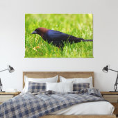 Cowbird met bruine kop (molothrus-ater) canvas afdruk (Insitu (Slaapkamer))