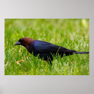 Cowbird met bruine kop (molothrus-ater) poster