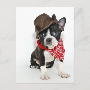 Cowboy Boston Briefkaart
