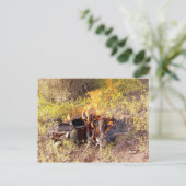 Cowboy Coffee in Dolan Springs, Arizona Briefkaart (Staand voorkant)