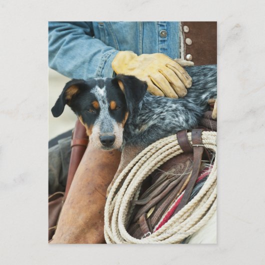 Cowboy en hond op paard briefkaart (Voorkant)
