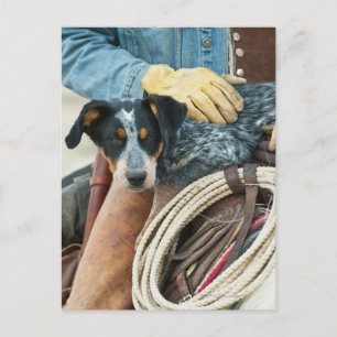 Cowboy en hond op paard briefkaart