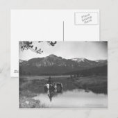 Cowboy en paard in een vijver briefkaart (Voorkant / Achterkant)