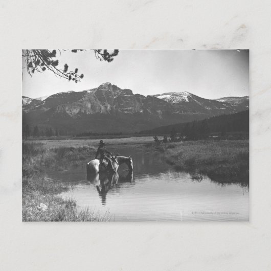 Cowboy en paard in een vijver briefkaart (Voorkant)