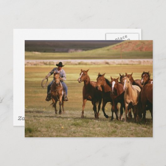 Cowboy Herding bij Ranch Briefkaart (Voorkant / Achterkant)