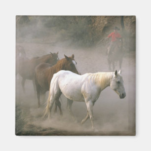 Cowboy Herding Magneet