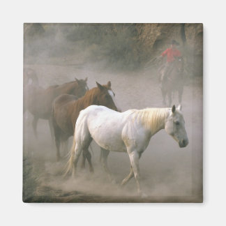 Cowboy Herding Magneet