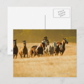 Cowboy herende paarden 2 briefkaart (Voorkant / Achterkant)