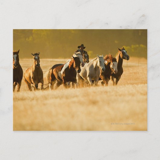 Cowboy herende paarden 2 briefkaart (Voorkant)