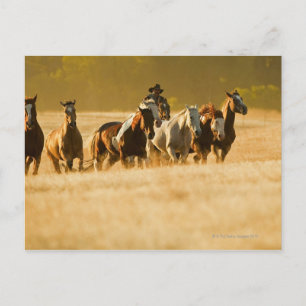 Cowboy herende paarden 2 briefkaart
